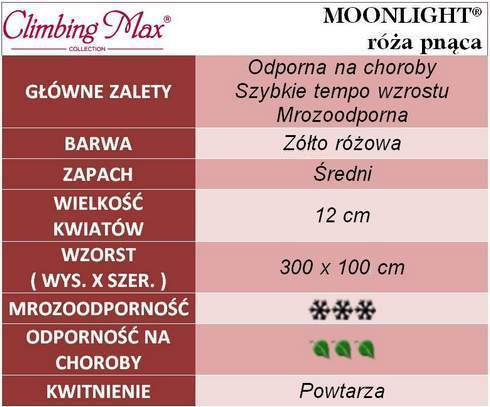 Moonlight róże pnące gł. zal.